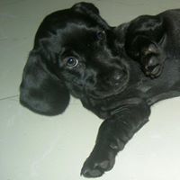 Anjali Radhakrishnan