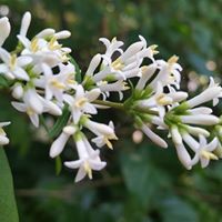 Nancy Budinsky Plisko