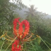 Mohan Kumar