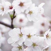 اقحوانة الربيع