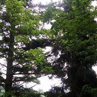 الفتى الشرقاوي