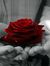 Sudha P...