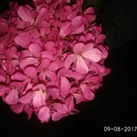 ನಿರಂಜನ ಕೆ. ಜಿ