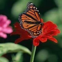 အမွန္ကိုဘဲ ေျပာခ်င္တယ္