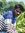 Pradeep...