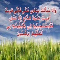 محمد أبو الناجي