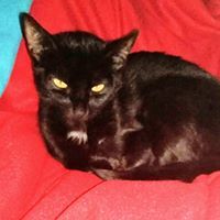 Мила Кръстева