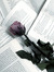Roses & books
