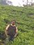 Sajith ...
