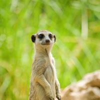 Pichamon Srivikunkaew