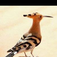 البشرى حامد