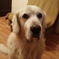 Никола Матић