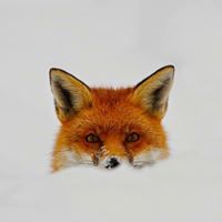 Марина Лиска