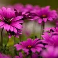 Vijayalakshmi Rajaganesh