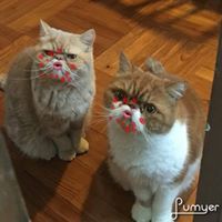 公孫凱琳 公孫凱琳