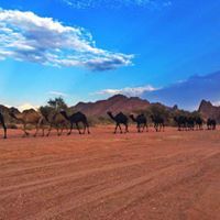 سالم العقيل