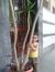Samia M...