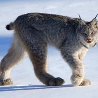 محمد العقيل