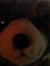 Pawlos ...