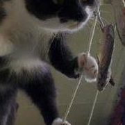 Евстати Евстатиев