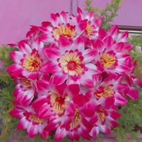 Sidhu Bangaram