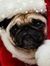 Gidget ...