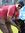 Anand S...