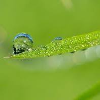 தளிர்பனி தளிர்பனி