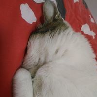 Nero CatWater