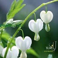 اتيست اريايي