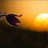 شمس التبريزى