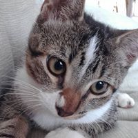 Leonardo A.  González