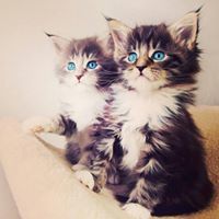 جوري الغامدي