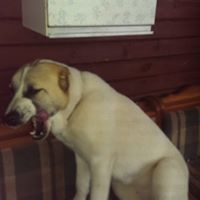 Людмила Аверкина