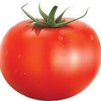 Tomato Tomato