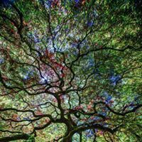 डेमोनिक डुड