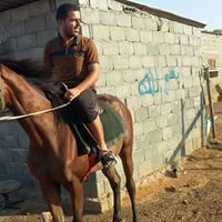 احمد ابن محمود