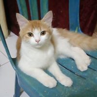 Julia Azizah