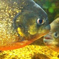 Ирина Кудина