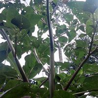 Muhammad Ikhsanuddin