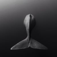 Олег Кагарлицкий