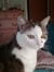 kitty kitty