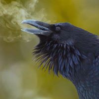 Андрій Швидкий