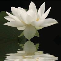 Ngọc Nguyễn