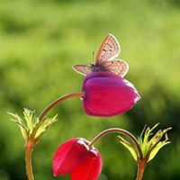 هہمسہة شہہہوقہ