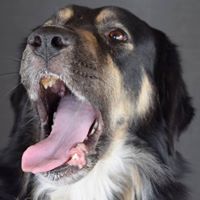 Αραπάκος Μαυρούλα Λίζα