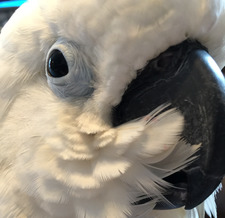 Bookbeak Steph
