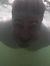 Azed Nadir