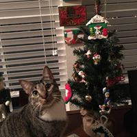 Sheri Campbell-Kaiser