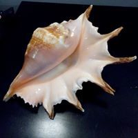 د-إيهاب مشعل